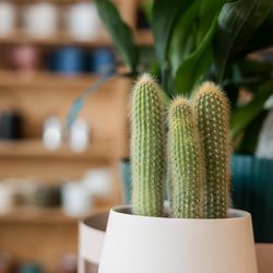 The Fernseed - Indoor planters in a huge variety of shapes and styles