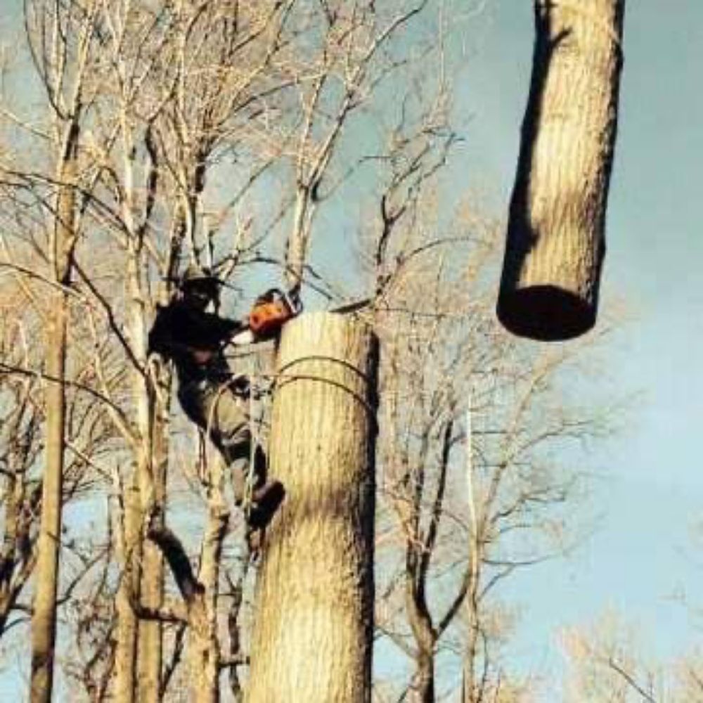 Skyline Tree Services - tree service in Jersey City, NJ