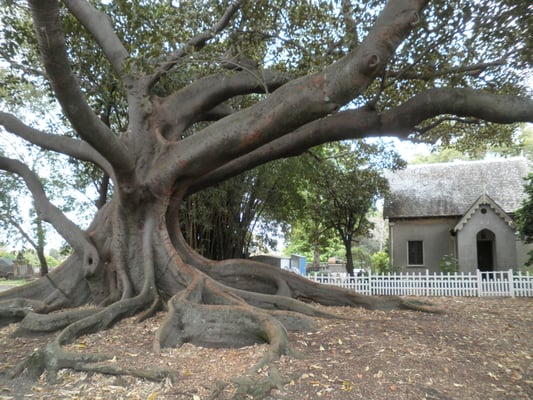 Camperdown Cemetery by null