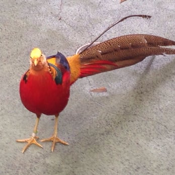 National Aviary - Golden headed phoenix pheasant--my favorite! - Zoos Near Me - Pittsburgh, Pennsylvania National Aviary - Golden headed phoenix pheasant--my favorite! - Zoos Near Me - Pittsburgh, Pennsylvania