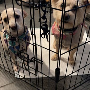 Jenns Tail Wagging Pet Care - After - Pet Sitting Near Me Jenns Tail Wagging Pet Care - After - Pet Sitting Near Me
