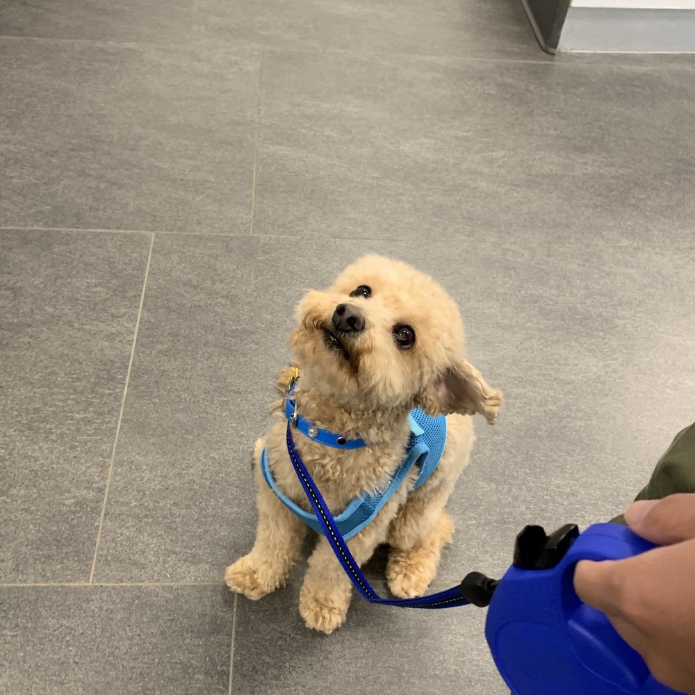 FRESH TAILS GROOMING Updated September 2024 36 Photos & 10 Reviews