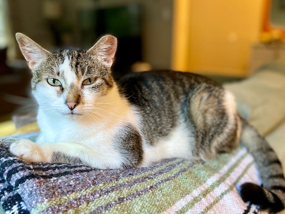 Grit City Kitty - pet boarding facility in Tacoma, WA