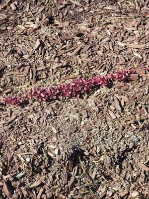 Cape Fear Botanical Garden by null