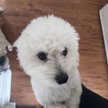 Barkhouse - My dog - Pet Groomers Near Me - San Diego, California