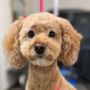 Photo of Wags to Riches Pet Grooming