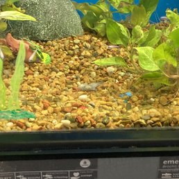 Dead Cory catfish