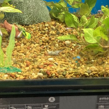 Petco - Dead Cory catfish - Pet Training Near Me - Topsham, Maine