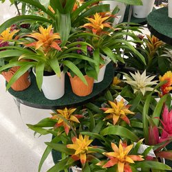 Yoke's Fresh Market - Floral
