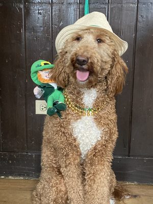 A Closer Bond Dog Training & Learning Center - Wood Street