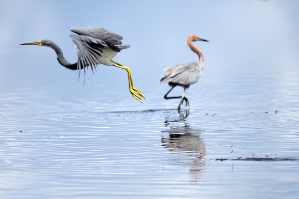 Black Point Wildlife Drive Image