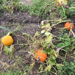 Farmer in the Dell Pumpkin Patch - Pumpkins growing