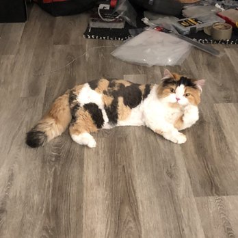 Ozyko's - Pet Groomers Near Me - Pompano Beach, Florida