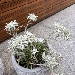 Chalet Hotel Schönegg - Edelweiss!