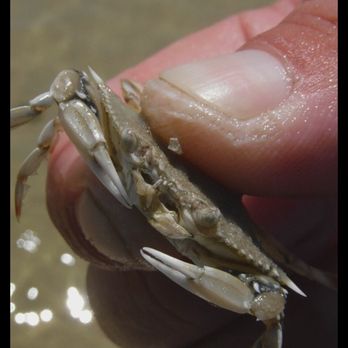 Dreamlander Tours - The blue crab we just "borrowed" for a picture - Fishing Near Me - Goodland, Florida Dreamlander Tours - The blue crab we just "borrowed" for a picture - Fishing Near Me - Goodland, Florida