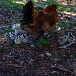 Elks Lodge 990 - The Elks mascot, Lucy and her chicks.