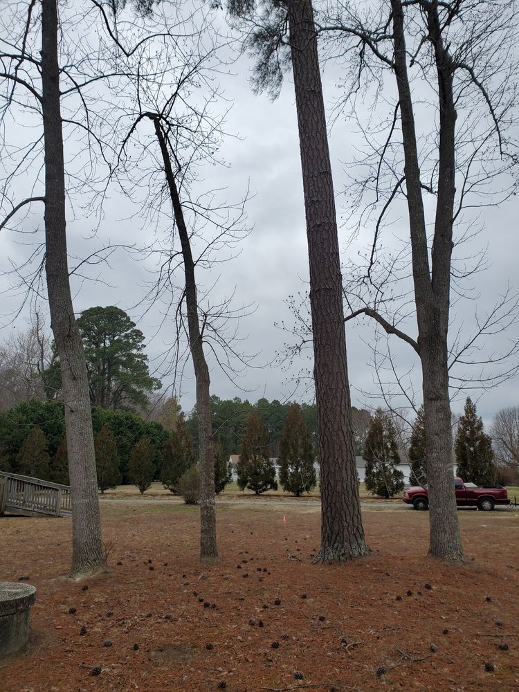 Ernie's Tree Service - tree service in Montpelier, VA