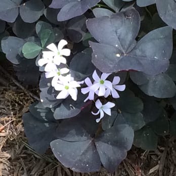 Memphis Botanic Garden - Botanical Gardens Near Me - Memphis, Tennessee