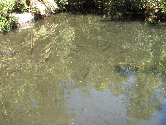 Willowbank Wildlife Reserve by null