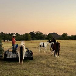 Brooks Land Stables