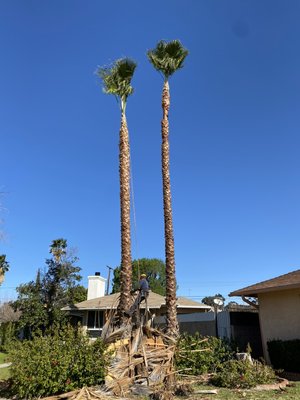 Palm Tree Trimming - This is the job that we did it was in LA. We did palm trees trimming it took us about 2 hours we can also do pine trees and normal trees. we also do trees removals. Palm Tree Trimming - This is the job that we did it was in LA. We did palm trees trimming it took us about 2 hours we can also do pine trees and normal trees. we also do trees removals.