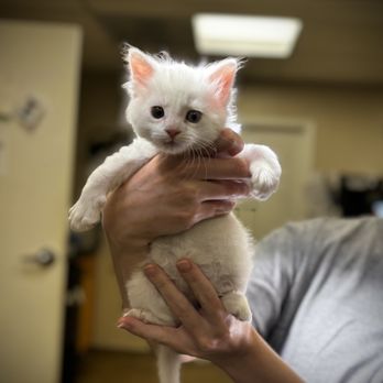 Haley Veterinary Practice - Veterinarians Near Me - Lebanon, Tennessee