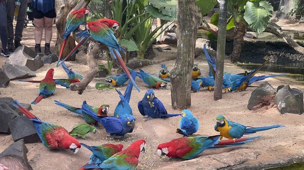 Parque das Aves by null