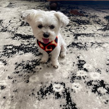 Doggy Style Salon - undefined - Pet Groomers Near Me - Denver, Colorado Doggy Style Salon - undefined - Pet Groomers Near Me - Denver, Colorado