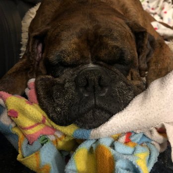 Good Shepherd Pet Services - Pet Services Near Me - North Charleston, South Carolina