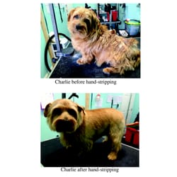 Hot Diggity Dog Wash & Boutique