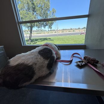 Golden Valley Vet - My fur baby STELLA - Veterinarians Near Me - Lathrop, California Golden Valley Vet - My fur baby STELLA - Veterinarians Near Me - Lathrop, California