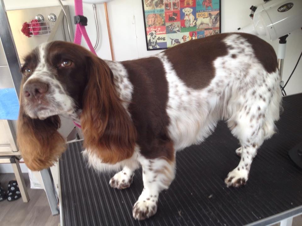 dapper dog grooming salon