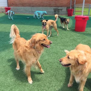 Underdog Kennels on Yelp