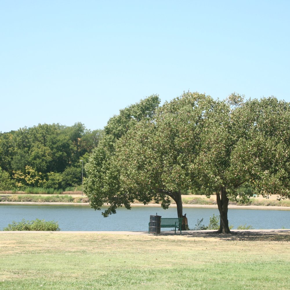 Bench in the shade by the lake.
