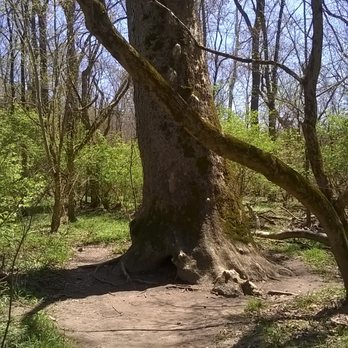Fort Harrison State Park - large tree along Fall Creek trail - Parks Near Me - Indianapolis, Indiana