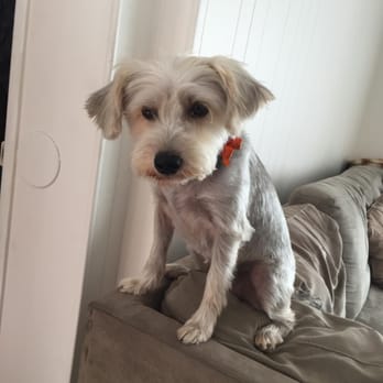 Preferred by Pets - They even gave her eyelashes! - Pet Groomers Near Me - San Diego, California Preferred by Pets - They even gave her eyelashes! - Pet Groomers Near Me - San Diego, California