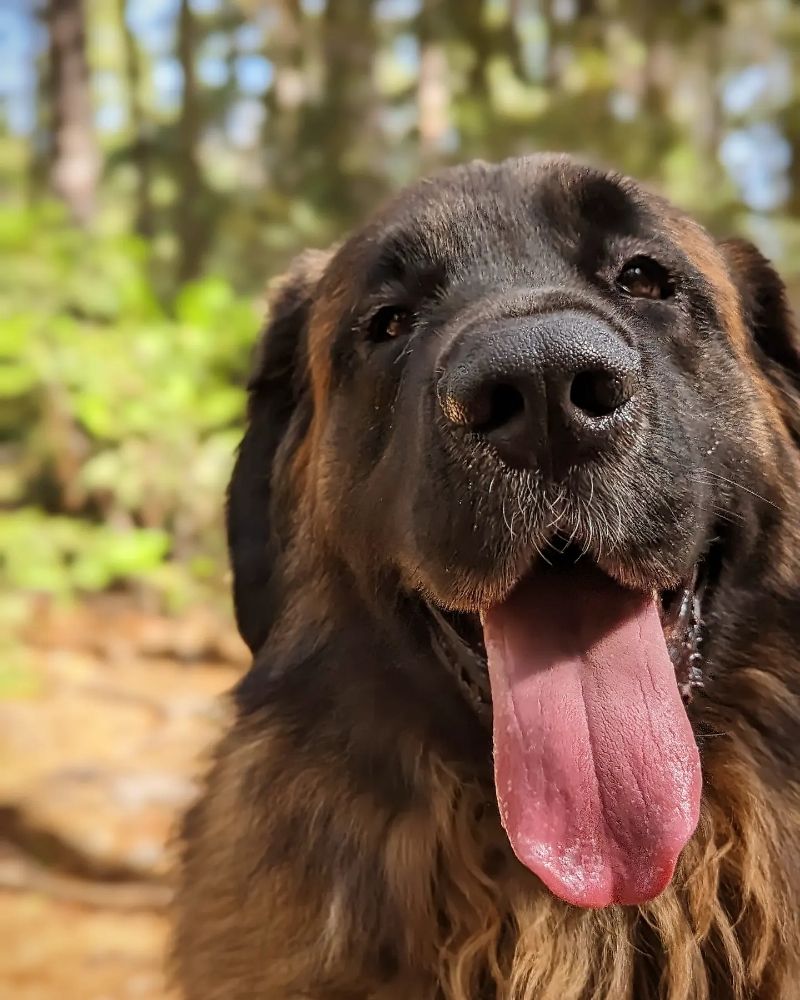 VILOTTI ANIMAL CLINIC Updated October 2024 38 Photos Chico