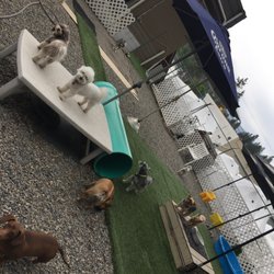 Cloud 9 Doggy Daycare