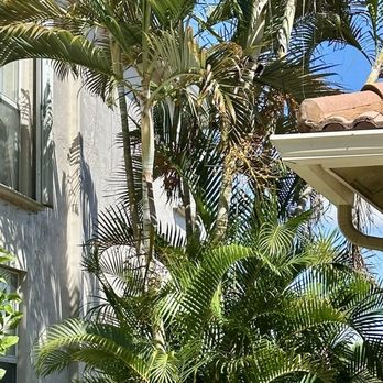 Lightning Tree Service - Before, totally out of control! - Tree Services Near Me Lightning Tree Service - Before, totally out of control! - Tree Services Near Me