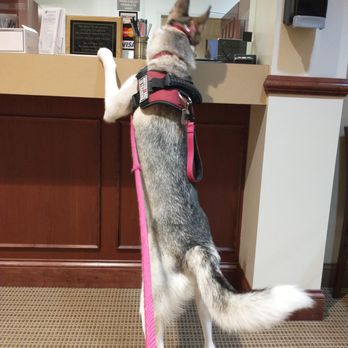 Attorney Boyd Law Office, Ltd - Chana, my Service Dog in Training who "advised" me and reviewed my Bankruptcy paperwork before I could sign. - Criminal Defense Law Near Me - Mansfield, Ohio Attorney Boyd Law Office, Ltd - Chana, my Service Dog in Training who "advised" me and reviewed my Bankruptcy paperwork before I could sign. - Criminal Defense Law Near Me - Mansfield, Ohio