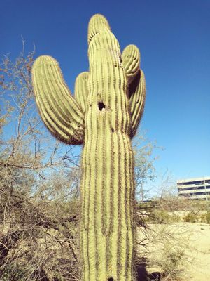S'edav Va'aki Museum (formerly Pueblo Grande Museum) by null