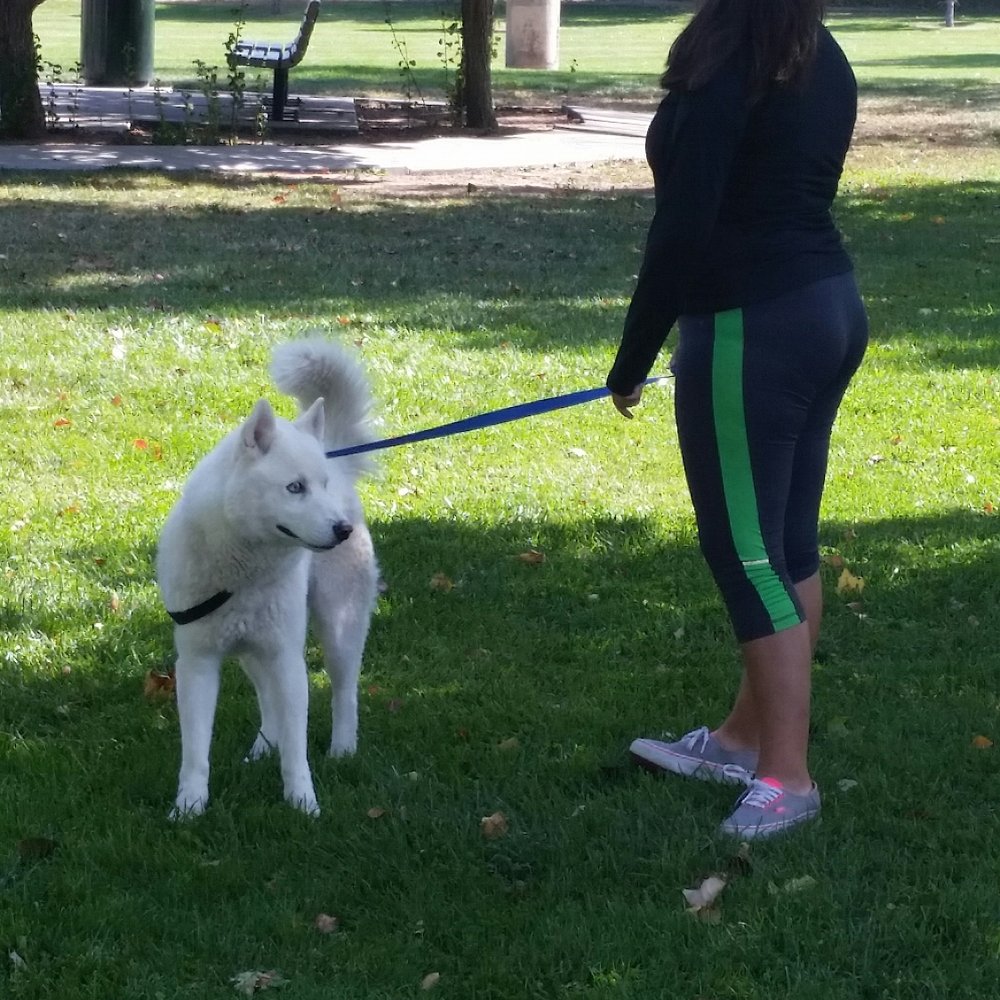 Matthew Meadows Park - Harmoni & Balto enjoying a quick walk before it's time for Good Eats! - Parks Near Me - Albuquerque, New Mexico