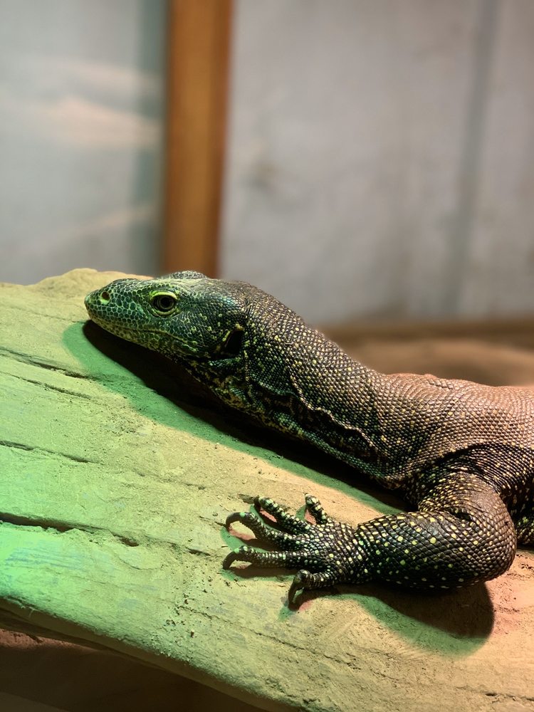THE REPTILE ZOO 249 Photos & 125 Reviews 22715 State Rt 2, Monroe, Washington Zoos Phone