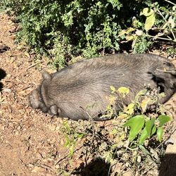 Sleepy Hollow Farm - Animal sleeping lol