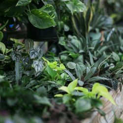 Buchwalter Greenhouse