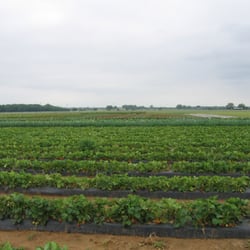 R & C Dairy - Strawberry fields forever
