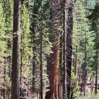 Calaveras Big Trees State Park - Parks Near Me - Arnold, California