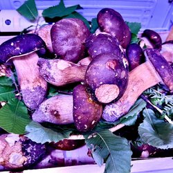 Poli / Roberto - Fresh Porcini mushrooms