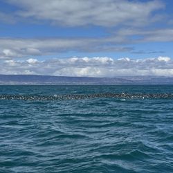 Ashore Water Taxi & Freight - Atlantic Puffins