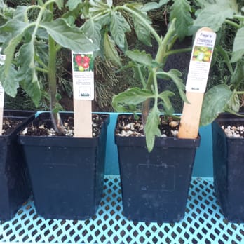 Killer Tomato Organic Farmstand - Bought these 4 organic tomato starters for $2 each... Black Krim, Nepal, Green Zebra and Brandywine - Farmers Market Near Me - Ramona, California Killer Tomato Organic Farmstand - Bought these 4 organic tomato starters for $2 each... Black Krim, Nepal, Green Zebra and Brandywine - Farmers Market Near Me - Ramona, California